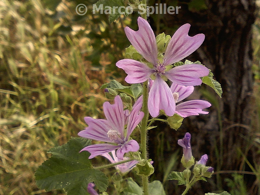 Fiori di Malva